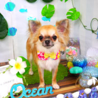 【山手店】2020年7月16日のワンちゃん達♪