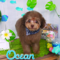 【山手店】2020年7月17日のワンちゃん達♪