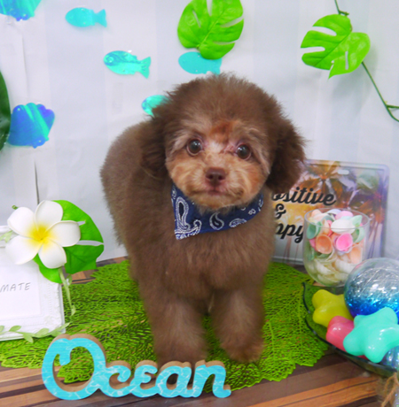 【山手店】2020年7月17日のワンちゃん達♪