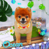 【山手店】2020年7月18日のワンちゃん達♪