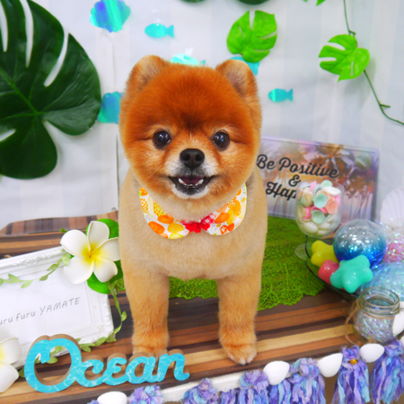 【山手店】2020年7月18日のワンちゃん達♪