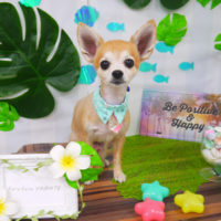 【山手店】2020年7月19日のワンちゃん達♪