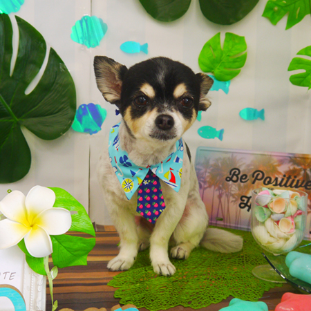 【山手店】2020年7月20日のワンちゃん達♪