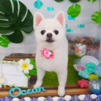 【山手店】2020年7月22日のワンちゃん達♪