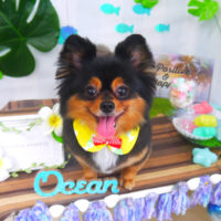 【山手店】2020年7月23日のワンちゃん達♪