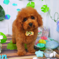 【山手店】2020年7月24日のワンちゃん達♪