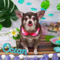 【山手店】2020年7月25日のワンちゃん達♪