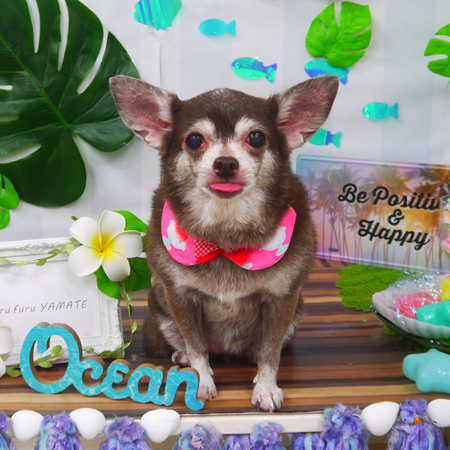 【山手店】2020年7月25日のワンちゃん達♪