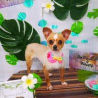 【山手店】2020年7月26日のワンちゃん達♪