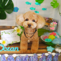 【山手店】2020年7月27日のワンちゃん達♪