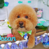 【山手店】2020年7月29日のワンちゃん達♪