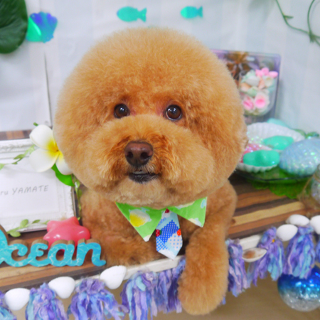 【山手店】2020年7月29日のワンちゃん達♪