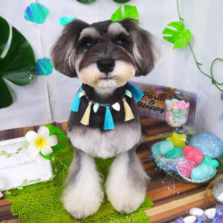 【山手店】2020年7月30日のワンちゃん達♪