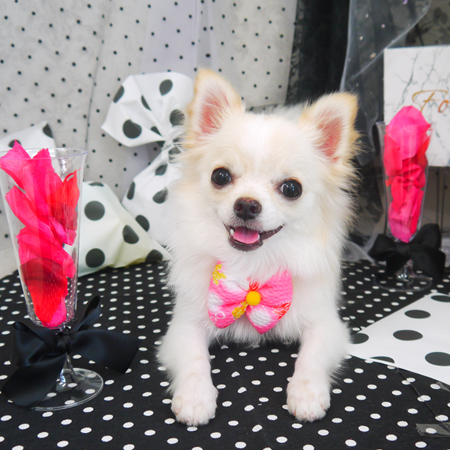 【山手店】2020年7月31日のワンちゃん達♪