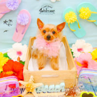 【池下店】2020年7月2日のワンちゃん達♪