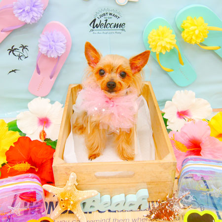 【池下店】2020年7月2日のワンちゃん達♪