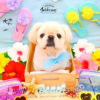 【池下店】2020年7月3日のワンちゃん達♪