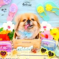 【池下店】2020年7月4日のワンちゃん達♪