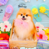 【池下店】2020年7月5日のワンちゃん達♪