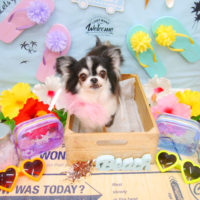 【池下店】2020年7月6日のワンちゃん達♪