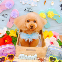 【池下店】2020年7月9日のワンちゃん達♪