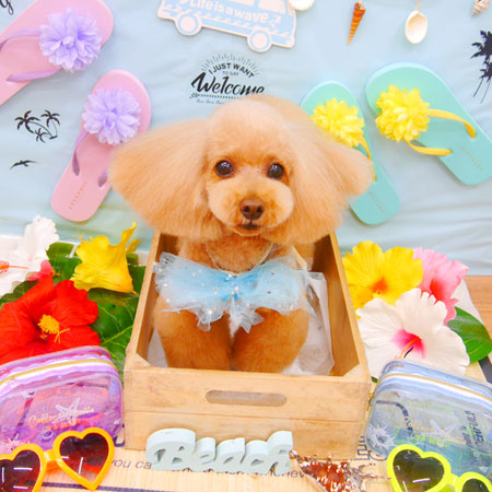 【池下店】2020年7月9日のワンちゃん達♪