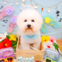 【池下店】2020年7月10日のワンちゃん達♪