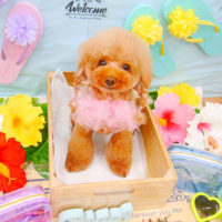 【池下店】2020年7月11日のワンちゃん達♪