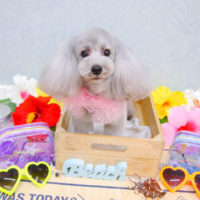 【池下店】2020年7月12日のワンちゃん達♪