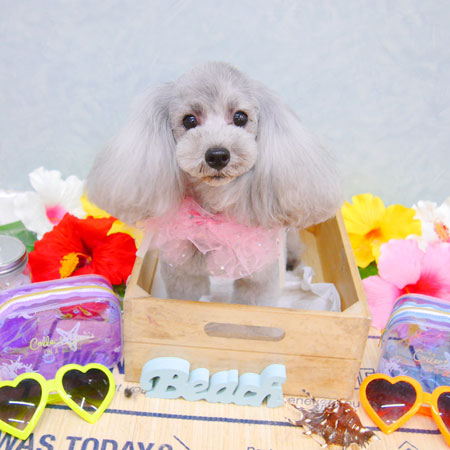 【池下店】2020年7月12日のワンちゃん達♪