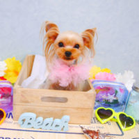 【池下店】2020年7月13日のワンちゃん達♪