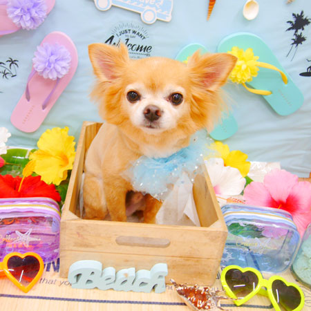 【池下店】2020年7月16日のワンちゃん達♪