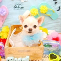 【池下店】2020年7月17日のワンちゃん達♪