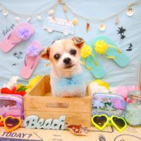 【池下店】2020年7月18日のワンちゃん達♪