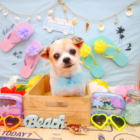 【池下店】2020年7月18日のワンちゃん達♪