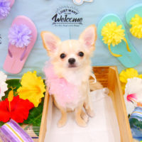 【池下店】2020年7月19日のワンちゃん達♪