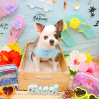 【池下店】2020年7月20日のワンちゃん達♪