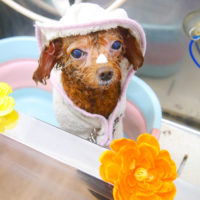 【池下店】2020年7月22日のワンちゃん達♪