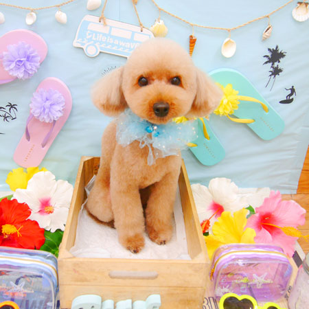 【池下店】2020年7月23日のワンちゃん達♪