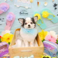 【池下店】2020年7月24日のワンちゃん達♪