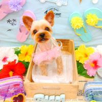 【池下店】2020年7月25日のワンちゃん達♪