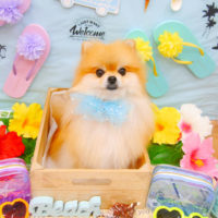 【池下店】2020年7月26日のワンちゃん達♪