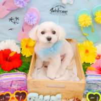 【池下店】2020年7月27日のワンちゃん達♪