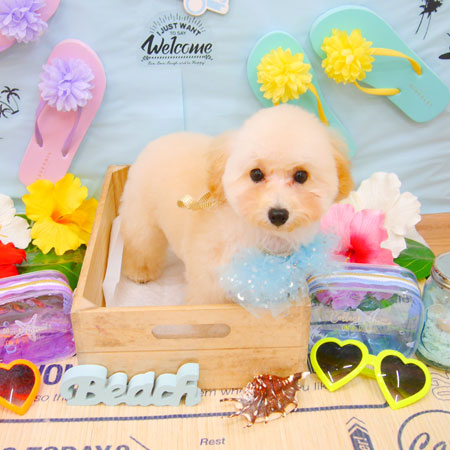 【池下店】2020年7月29日のワンちゃん達♪