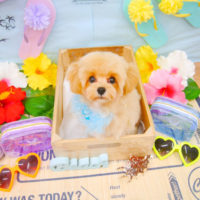 【池下店】2020年7月30日のワンちゃん達♪