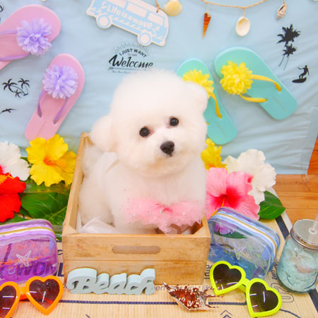 【池下店】2020年7月31日のワンちゃん達♪