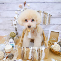 【池下店】2020年8月3日のワンちゃん達♪