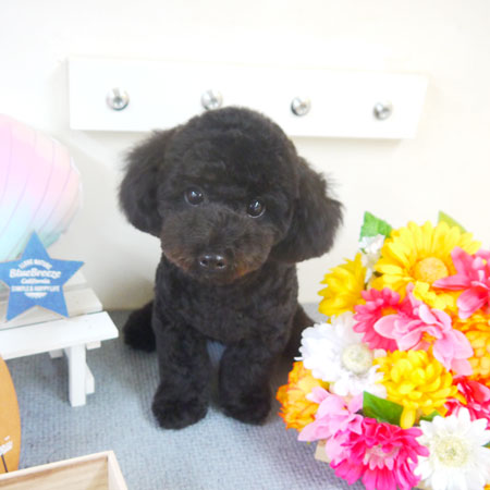 【本店】2020年8月1日のワンちゃん達♪