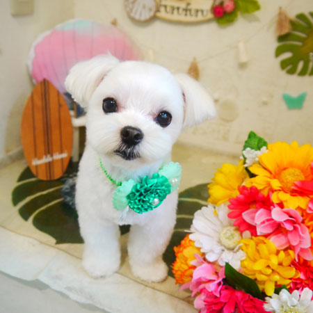 【本店】2020年8月2日のワンちゃん達♪