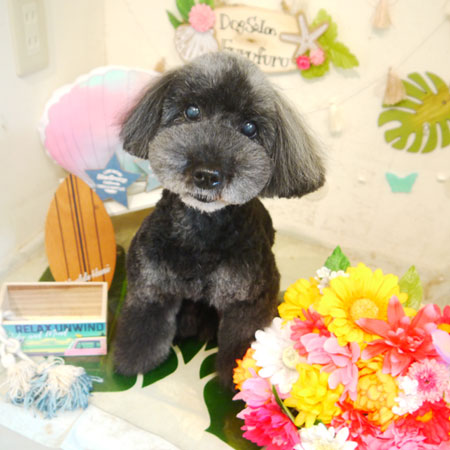 【本店】2020年8月3日のワンちゃん達♪